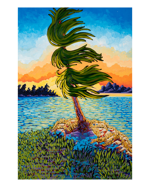 Lonely Island Pine on Lake Opinicon